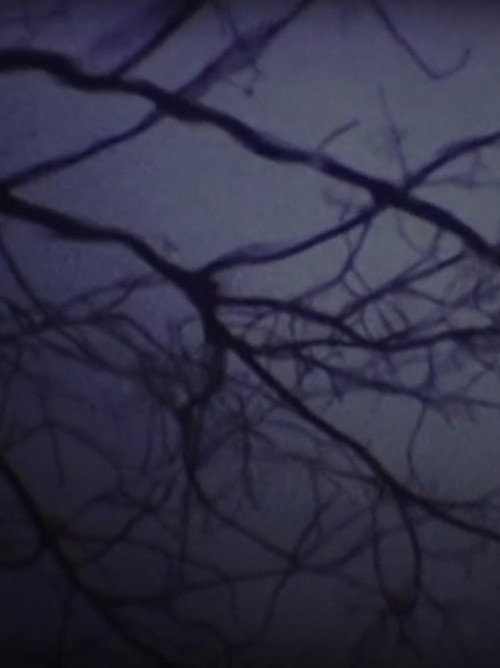 Movie poster for The Luminous Undergrowth (2001)