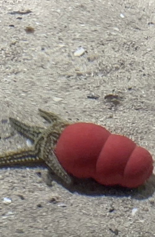 Movie poster for Atlantaquaria (2025)