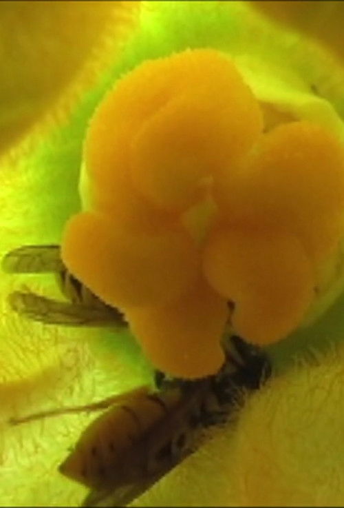 Movie poster for Tin Pressed (2011)