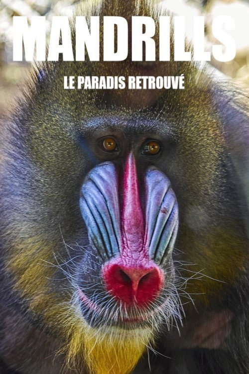 Movie poster for Mandrills : le paradis retrouvé (2014)