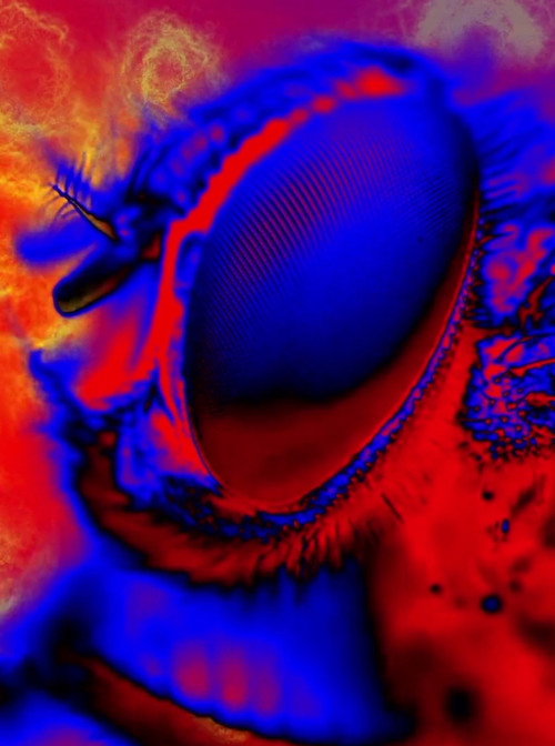 Movie poster for Electric Arthropods (2017)