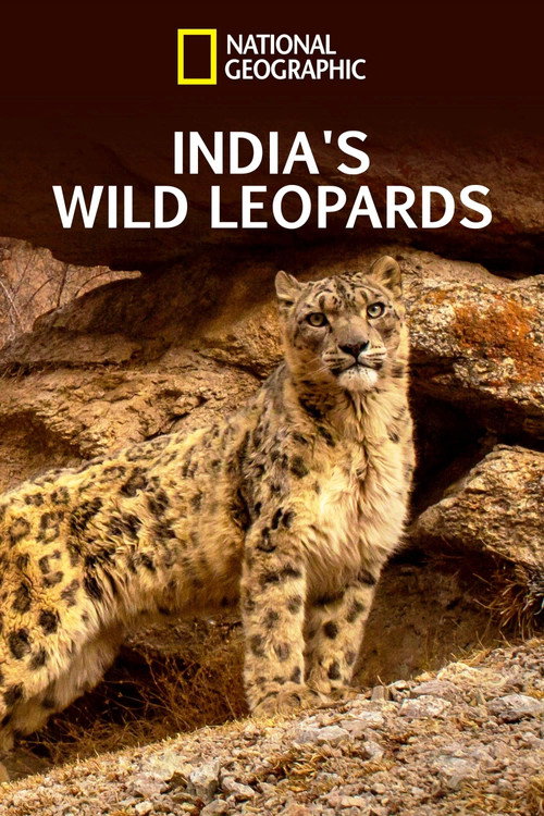 Movie poster for India's Wild Leopards (2020)