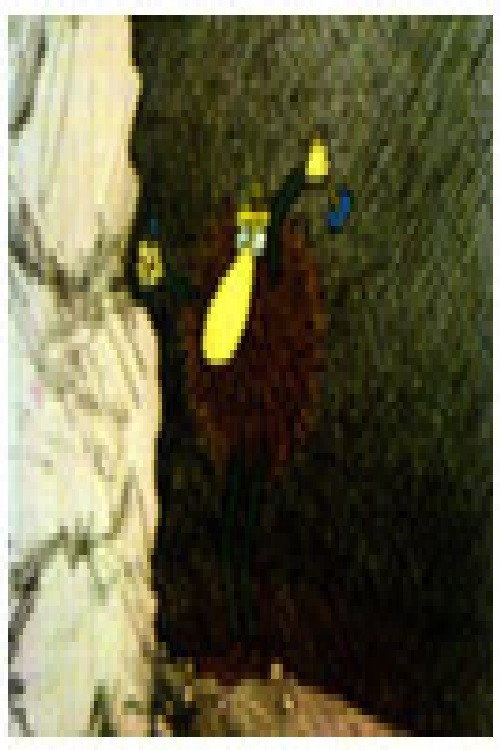Movie poster for Leonardo - Creator (1988)