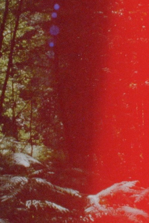 Movie poster for Newsreel 670 – Red Forests (2022)