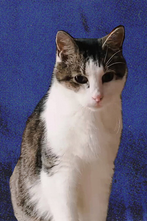 Photo of Cheeze the Cat, Acting