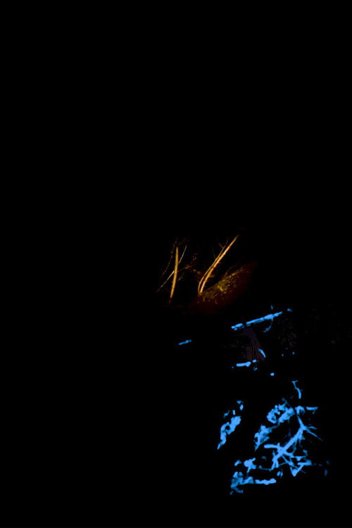Movie poster for Night Fire (2021)