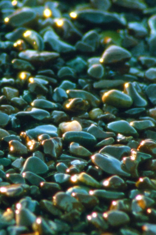 Movie poster for Jasper Beach and The Salt Marsh (2023)
