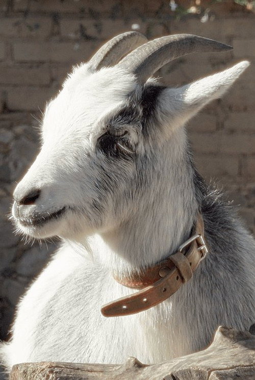 Photo of Melvin, Acting