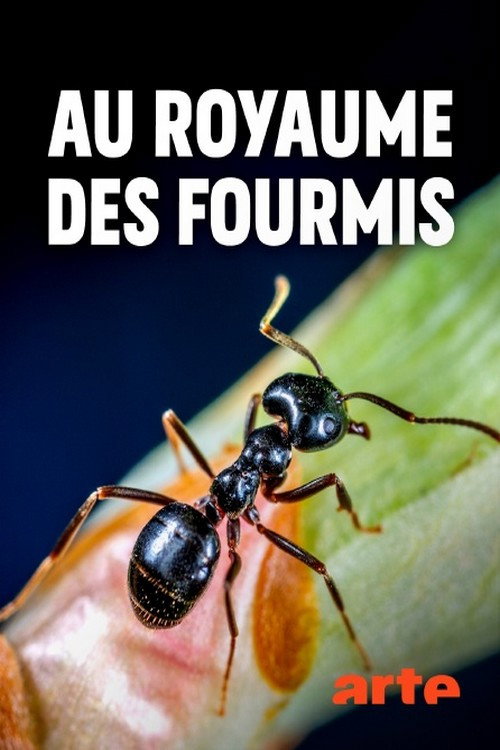 Series poster for Au royaume des fourmis (2019)