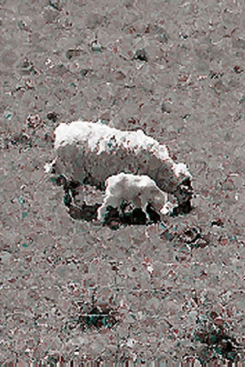 Movie poster for Sheep (1991)