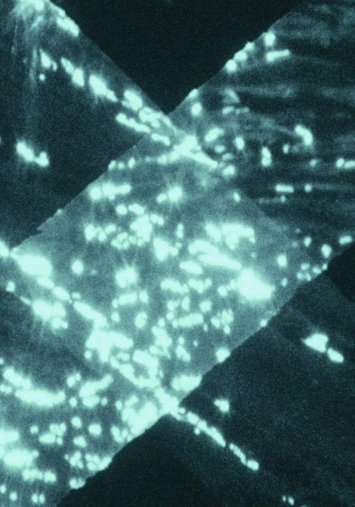 Movie poster for Light Trap (2021)