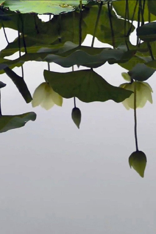 Movie poster for by the lotus (2013)