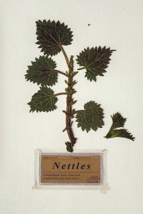 Movie poster for Nettles (2018)