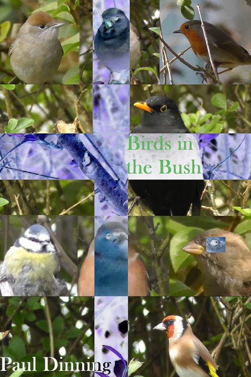 Movie poster for Birds in the Bush (2024)