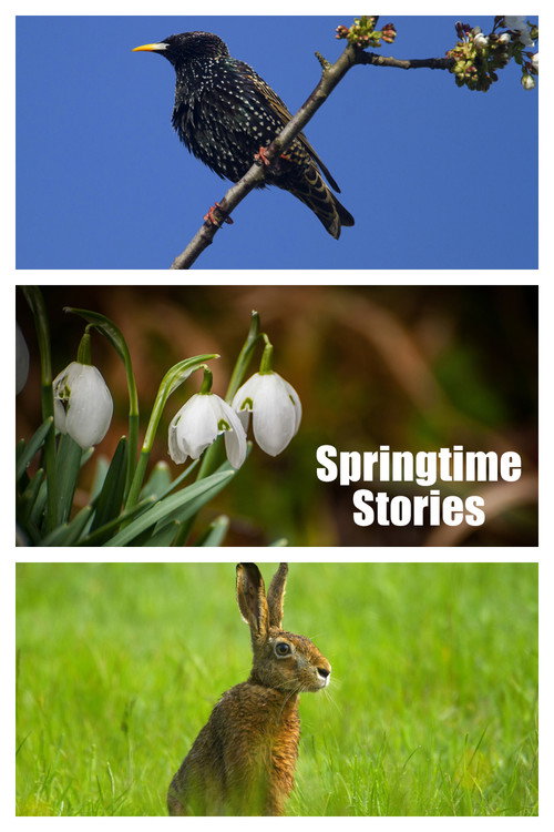 Movie poster for Springtime Stories (2015)
