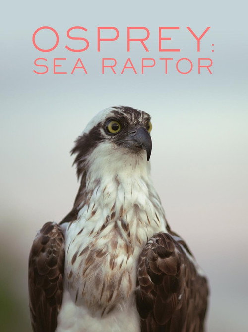 Movie poster for Osprey: Sea Raptor (2021)