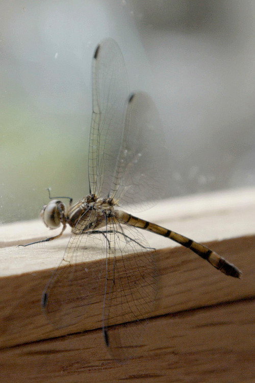 Movie poster for Fragments (2020)