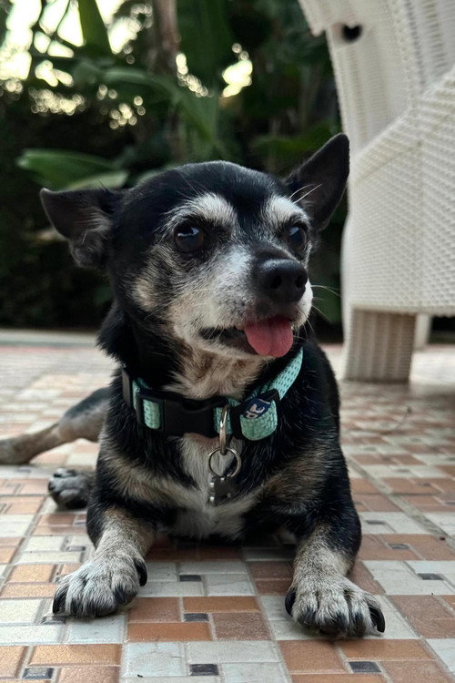 Photo of Cuki, Acting