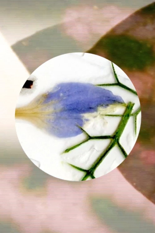 Movie poster for Nature's Optical Toy (2019)