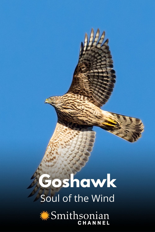 Movie poster for Goshawk - Soul of the Wind (2015)