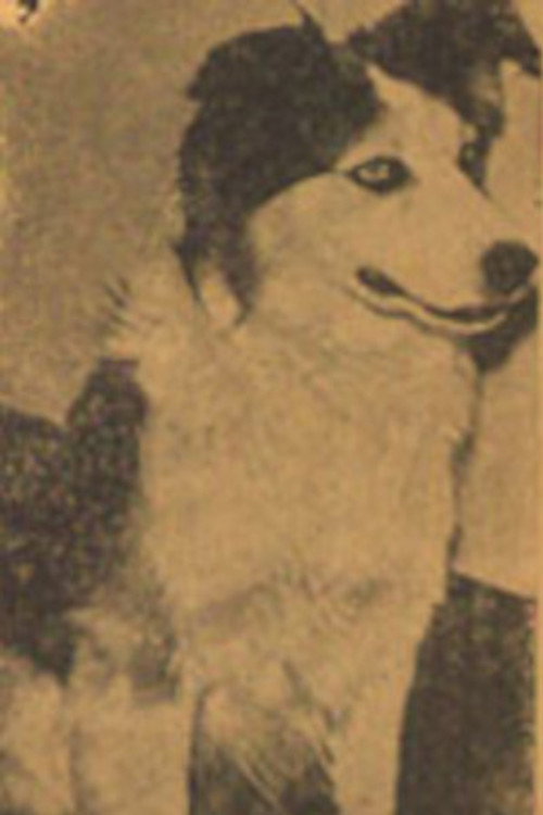 Photo of Tuffy, Acting