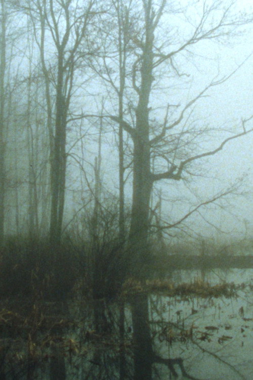 Movie poster for Early Spring Wetlands (2023)