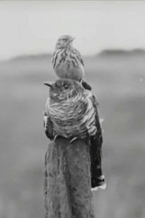 Movie poster for The Cuckoo's Secret (1922)