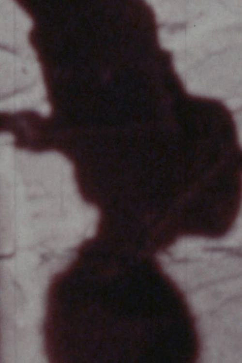 Movie poster for Señales de vida (1979)