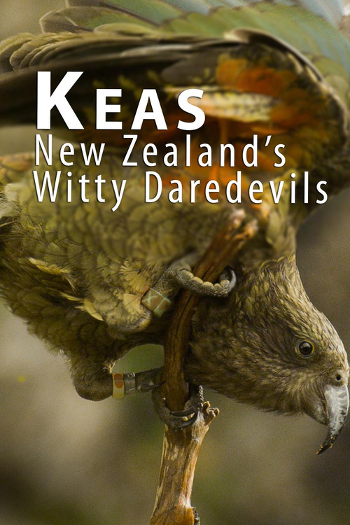 Movie poster for Keas - New Zealand's Witty Daredevils (2015)