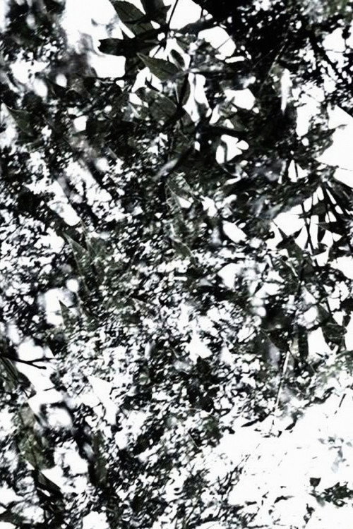 Movie poster for The Seasons (2008)