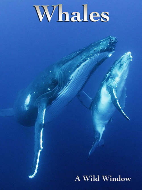 Movie poster for Wild Window: Whales (2015)