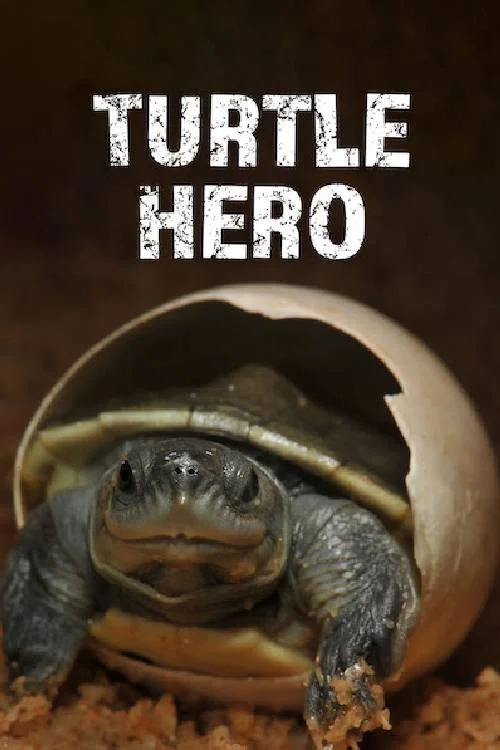 Movie poster for Turtle Hero (2016)