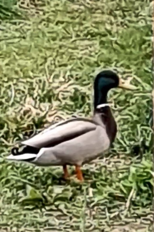 Movie poster for nature film (2023)