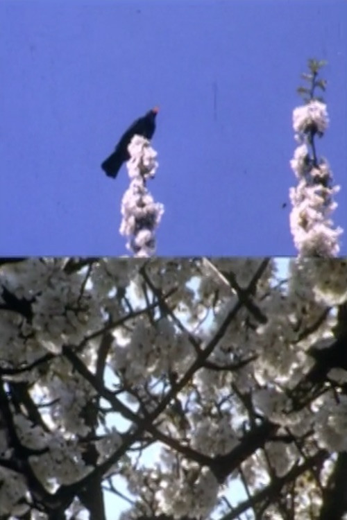 Movie poster for Mourning Garden Blackbird (1984)