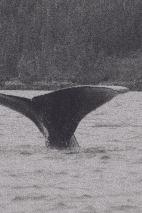 Movie poster for Whales (1980)