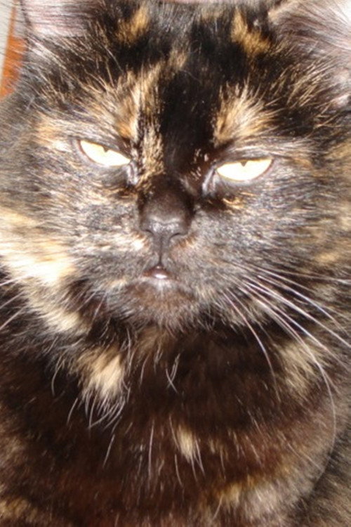 Photo of Gojira Cat, Acting