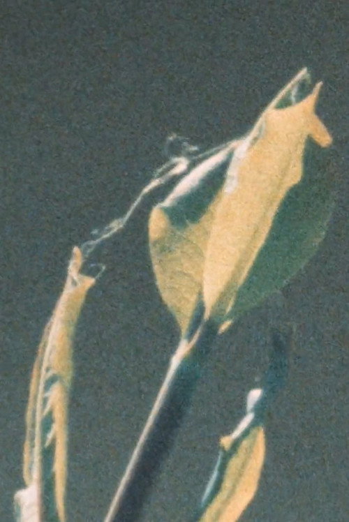 Movie poster for Early Summer (2016)