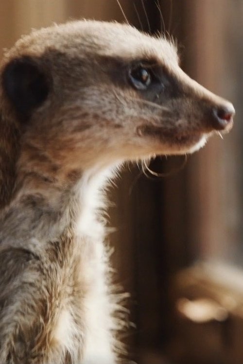 Photo of Elvis the Meerkat, Acting