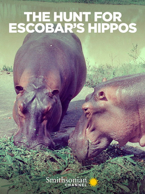 Movie poster for The Hunt for Escobar's Hippos (2020)