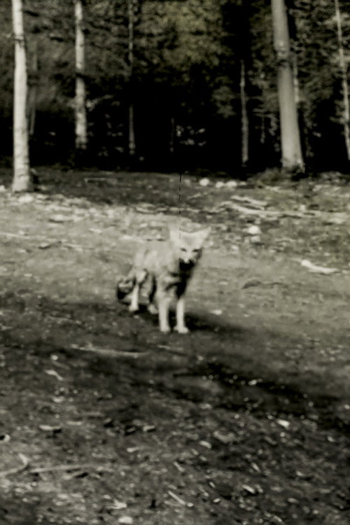 Movie poster for Last shot of the Argentine Grey Fox (2024)