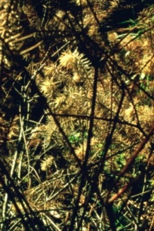 Movie poster for Arboretum Cycle (2018)