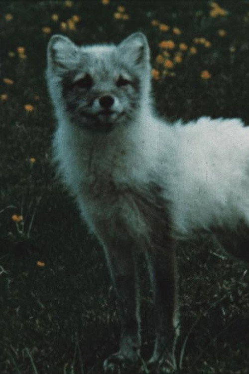 Movie poster for The Fox Makes a Den in the Scree (1961)