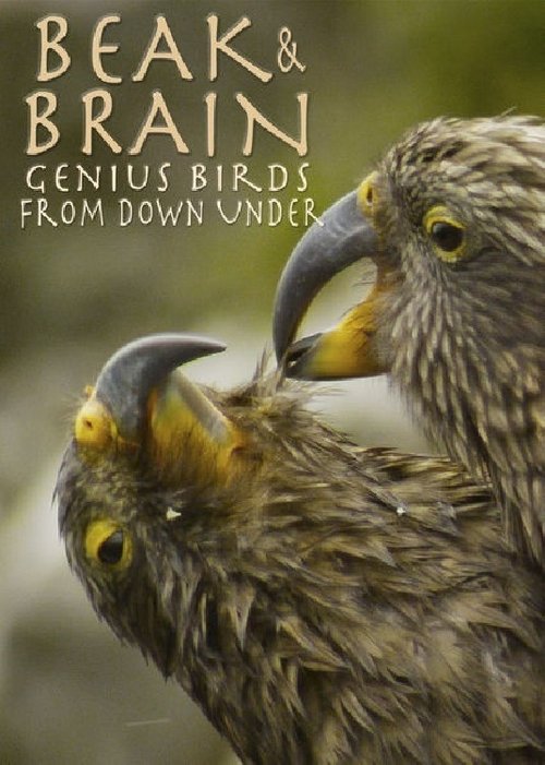 Movie poster for Beak & Brain - Genius Birds from Down Under (2013)