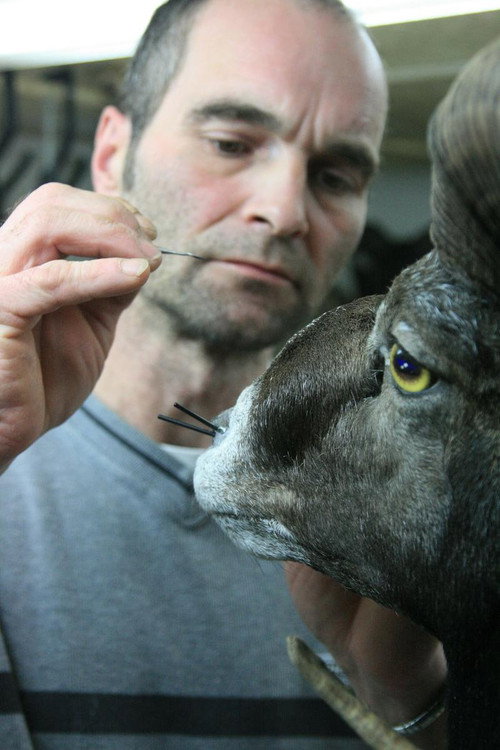 Movie poster for Taxidermist (2010)