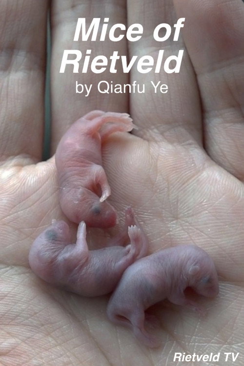 Movie poster for Mice of Rietveld (2019)
