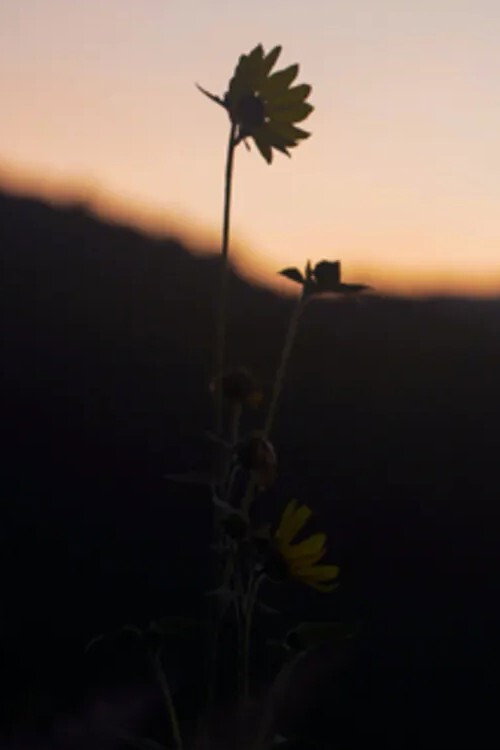 Movie poster for The Dawn Chorus (2021)