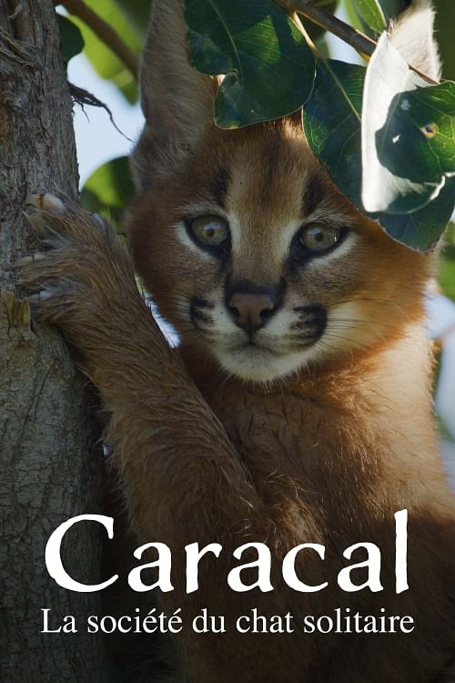 Movie poster for Caracal: The Lone Cat Society (2024)
