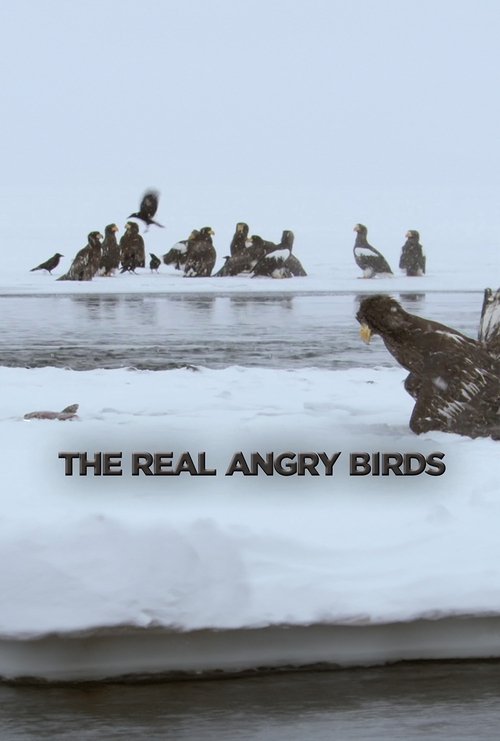 Movie poster for The Real Angry Birds (2014)