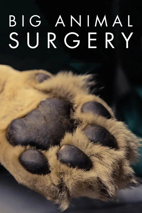 Series poster for Big Animal Surgery (2019)