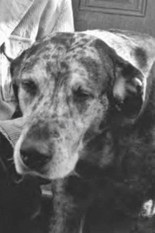 Photo of Bocko, Acting